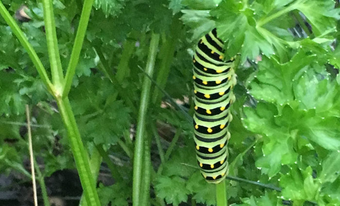 caterpillar