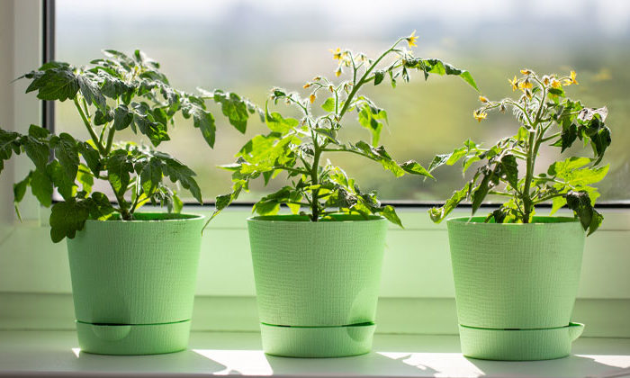 potted plants by window