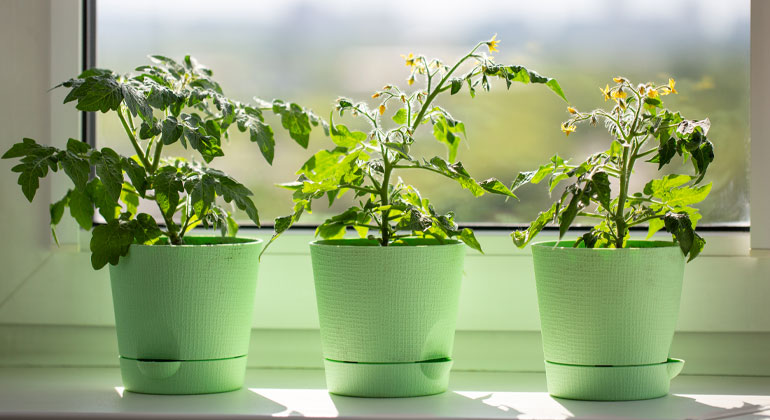 potted plants by window